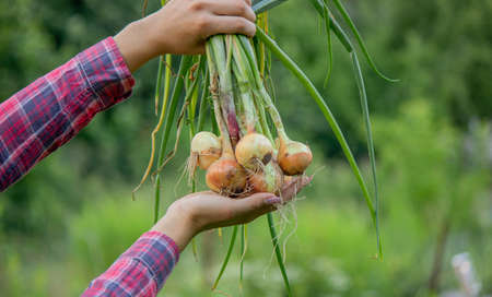 a bunch of fresh onions in the hands of a woman. Harvest on the farm. Nature. Selective focusの写真素材