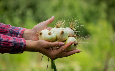 Bunch of fresh onions in the hands of a woman.の写真素材