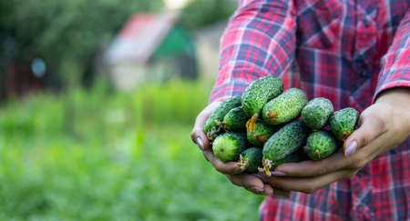 fresh cucumbers in the hands of a woman farmer. Nature. Selective focusの写真素材