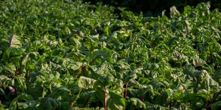 A personal plot with a garden bed. Farm beds. ecological products. Nature. Selective focusの写真素材