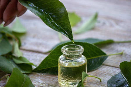 essential oil of herbs in a small bottle, nature. Selective focusの写真素材