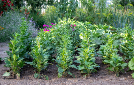 vegetable garden on the farm, organic products. Nature. Selective focus