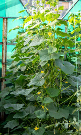vegetable garden on the farm, organic products. Nature. Selective focusの写真素材