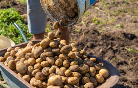 Digging potatoes. Harvest potatoes on the farm. Environmentally friendly and natural product. Selective focus.の写真素材