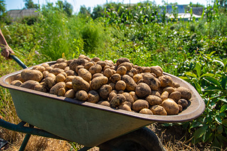 Digging potatoes. Harvest potatoes on the farm. Environmentally friendly and natural product....