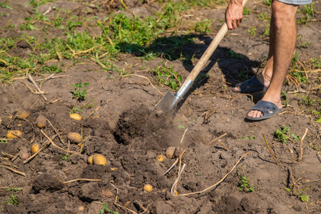 Digging potatoes. Harvest potatoes on the farm. Environmentally friendly and natural product....