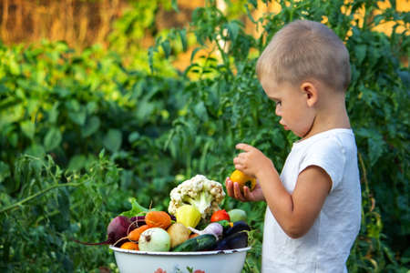 The child holds information vegetables in his hands. Vegetables in a bowl on the farm. Organic product from the farm. Selective focus. Natureの写真素材