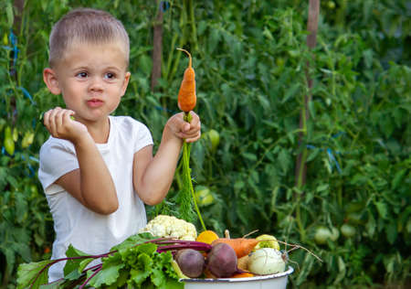 vegetables in the hands of children on the farm. Selective focus. Natureの写真素材