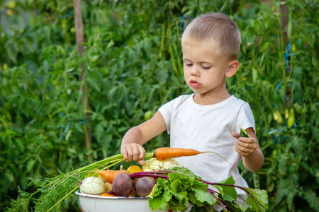 vegetables in the hands of children on the farm. Selective focus. Natureの写真素材