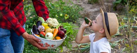 a man holds a bowl of fresh vegetables from the farm in his hands. Nature. Selective focusの写真素材