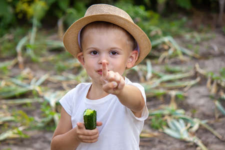 a man holds a bowl of fresh vegetables from the farm in his hands. Nature. Selective focusの写真素材