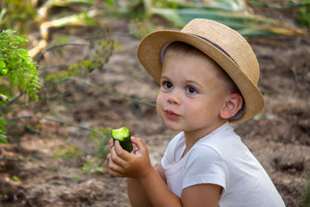vegetables in the hands of children on the farm. Selective focus. Natureの写真素材