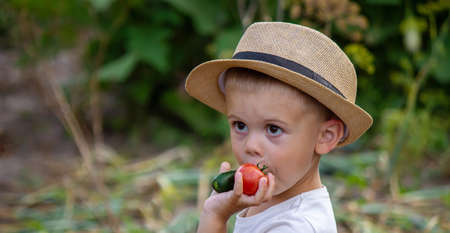 vegetables in the hands of children on the farm. Selective focus. Natureの写真素材