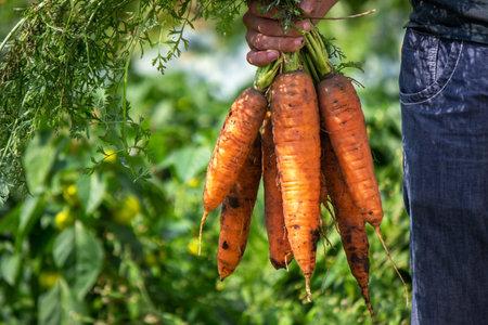 Carrots in the hands of farmers. environmentally friendly crop. selective focus