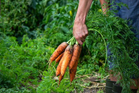Carrots in the hands of farmers. environmentally friendly crop. selective focusの写真素材