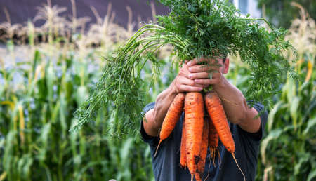Carrots in the hands of farmers. environmentally friendly crop. selective focusの写真素材