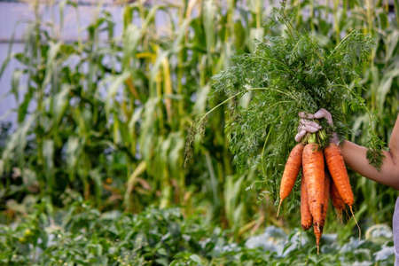 Carrots in the hands of farmers. environmentally friendly crop. selective focusの写真素材