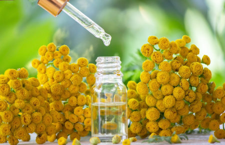 oils from the immortelle plant. Nature. selective focusの写真素材