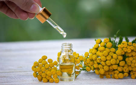 oils from the immortelle plant. Nature. selective focusの写真素材