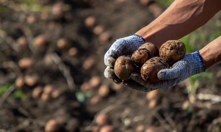 Freshly harvested organic potato crop. Farmer in the garden. selective focusの写真素材