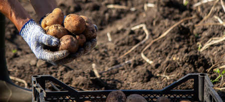 Freshly harvested organic potato crop. Farmer in the garden. selective focusの写真素材