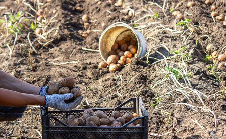 Freshly harvested organic potato crop. Farmer in the garden. selective focusの写真素材