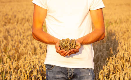 A man holds golden ears of wheat against the background of a ripening field. Farmer's hands close-up. The concept of planting and harvesting a rich harvest. Rural landscape at sunset. selective focusの写真素材