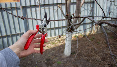 gardener prunes fruit trees with secateurs. selective focusの写真素材