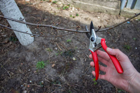 gardener prunes fruit trees with secateurs. selective focusの写真素材