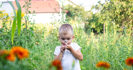 the concept of a child treats a plant from a disease. He pricks a flower. Nature. selective focusの写真素材