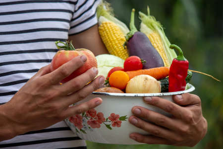 organic vegetables. Farmers hands with freshly harvested vegetables. tomato. selective focusの写真素材