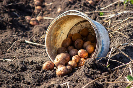 Harvesting potatoes. good harvest. The farmer holds potatoes in his hands. selective focusの写真素材