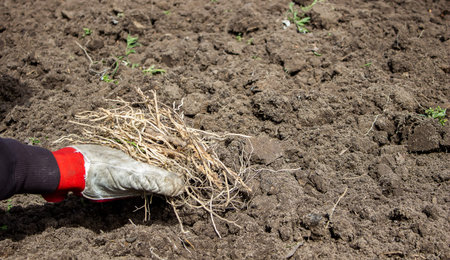 a man chooses the roots of weeds in the garden, vegetable garden, farm. selective focus