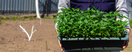 pepper seedlings in hands on the background of the garden. selective focus