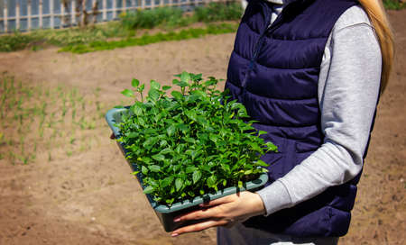 pepper seedlings in hands on the background of the garden. selective focusの写真素材