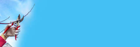 pruning tree branches. Pruning a tree in spring, cleaning the garden. Secateurs in hand. selective focusの写真素材