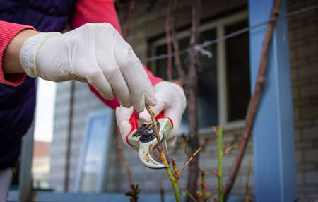 Close-up of gardeners in protective gloves with a garden pruner doing spring pruning of a rose bush. selective focusの写真素材