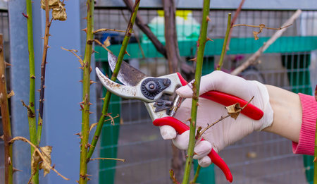Close-up of gardeners in protective gloves with a garden pruner doing spring pruning of a rose bush....