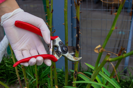 Close-up of gardeners in protective gloves with a garden pruner doing spring pruning of a rose bush....