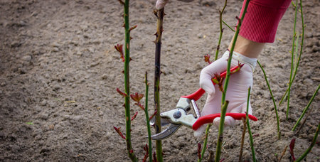 Close-up of gardeners in protective gloves with a garden pruner doing spring pruning of a rose bush....