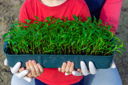 a box with seedlings of pepper in the hands of a little boy. Pepper seedlings. selective focus