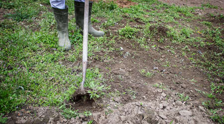 a man cleans weeds in the garden. Spring cleaning on the farm. selective focusの写真素材