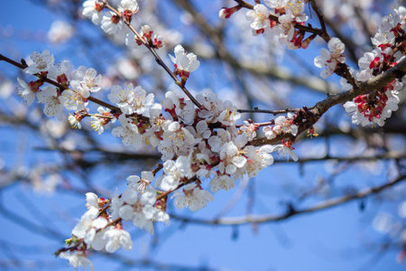 flowering tree at spring. pollination by bees. selective focus