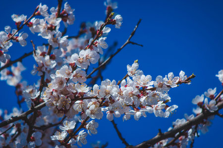 flowering tree at spring. pollination by bees. selective focus