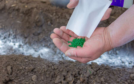 Young peasant woman planting seeds of carrots, radishes and beets in a warm black earth. Warm spring sunny day is good time for planting. Social assistance to farmers. Close-up view handsの写真素材