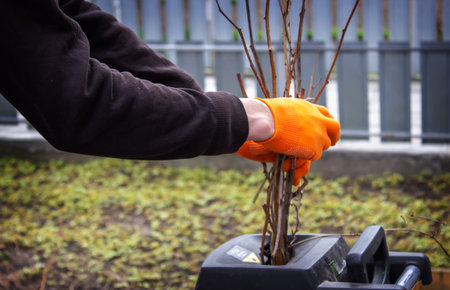 a man interrupts the dry branches of a tree into a tyrsa. selective focus
