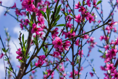 flowering tree at spring. pollination by bees. selective focus
