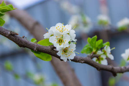 flowering tree at spring. pollination by bees. selective focusの写真素材