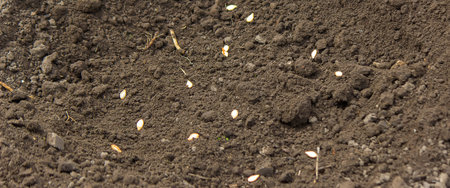 Young adult woman hand planting pumpkin seeds in fresh dark soil.selective focus