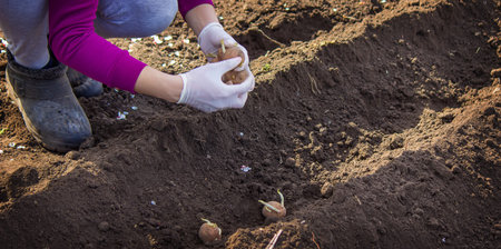 Planting potatoes in the ground. Early spring preparation for the garden season. selective focus